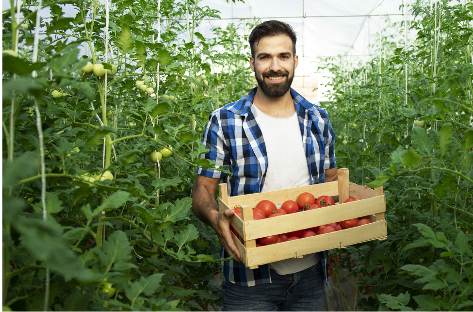 retrato-joven-agricultor-sonriente-vegetales-tomate-recien-cosechados-pie-jardin-invernadero